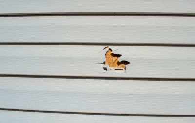 Repair Holes, Scratches, and Damage Caused by a Woodpecker!