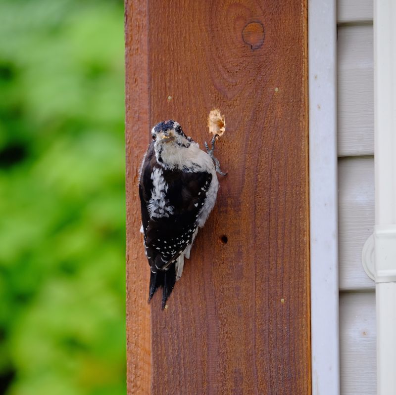 Woodpecker Siding Repair Costs — Cost of Woodpecker Siding Repair